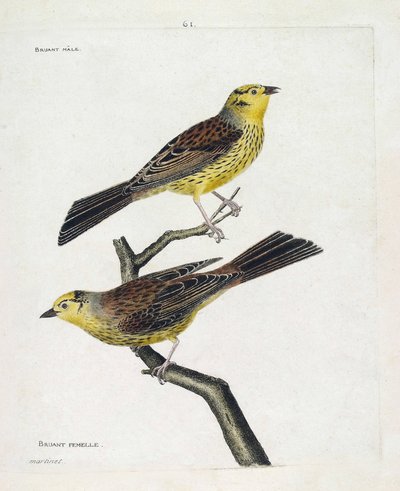 Zoologisk diagram (ornitologi): fra top til bund: Han- og hunspurve (Gulspurv eller Emberiza citrinella). Illustration i "Fuglenes historie, malet i deres udseende og følsomme aspekter" af Francois Nicolas Martinet (1731-1800). Privat af Francois Nicolas Martinet
