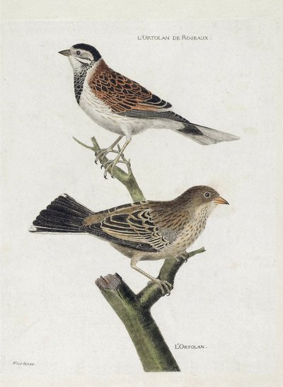 Zoologisk kort (ornitologi): top til bund: Rør-ortolan (Red Sparrow eller Emberiza schoeniclus) og Ortolan (Ortolan Sparrow eller Emberiza hortulana) på en gren. Illustration i "Fuglenes historie, malet i deres udseende og følsomme aspekter" af Francois Nicolas Martinet