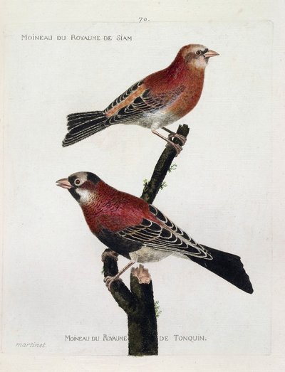 Zoologisk diagram (ornitologi): top til bund: Spurv fra kongeriget Siam (Crimson Roselin eller carpodacus eruthrinus) og spurv fra tonquins rige (tonkin) på en gren. Illustration i "Fuglenes historie, malet i deres udseende og S af Francois Nicolas Martinet