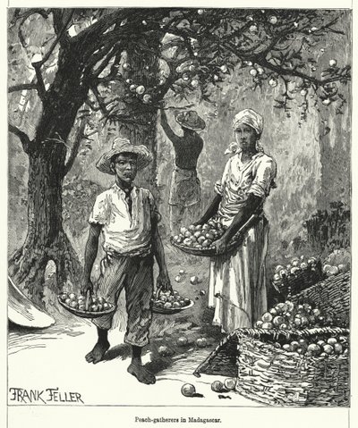 Ferskensamlere på Madagaskar (gravering) af Frank (after) Feller