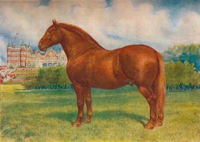 Suffolk far Prince Wedgwood, c1902 c1910 af Frank Babbage