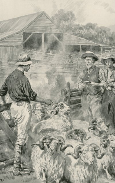 En fårestation på Canterbury Plains af Frank Dadd