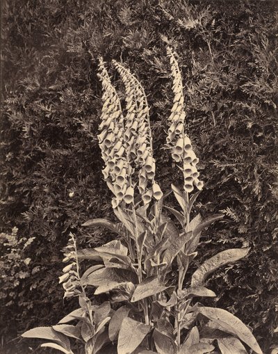 Foxgloves, ca. 1860