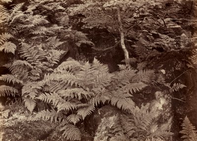 Uden titel Fern Study, slutningen af 1870