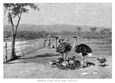 Strudsefarm nær Port Augusta, South Australia, 1886 af Frank P. Mahony