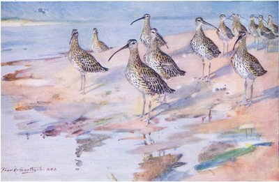 Curlews ved Blakeney Point (litho) af Frank Southgate