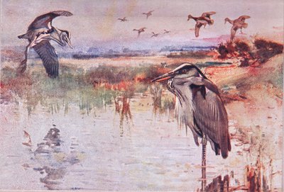 The Heron, illustration fra Wild Nature & Country Life udgivet af Hodder & Stoughton, ca. 1910 af Frank Southgate