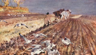 Wild Life in East Anglia: Sorthovedede måger følger ploven (farvelitografi) af Frank Southgate
