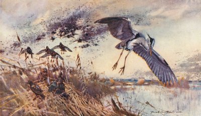 Wild Life in East Anglia: I den gamle mose, hejre og stære (farvelitografi) af Frank Southgate