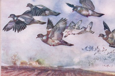 Skovduer i flugt, illustration fra Wild Nature & Country Life udgivet af Hodder & Stoughton, ca. 1910 af Frank Southgate