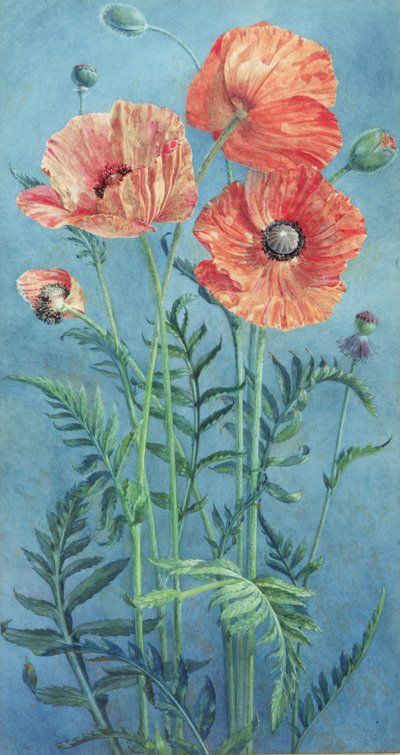 Valmuer, 1916 (wc på papir) af Frank Steeley
