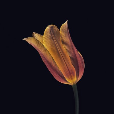 Lysende orange tulipan af Frank Ulrich Gandenberger