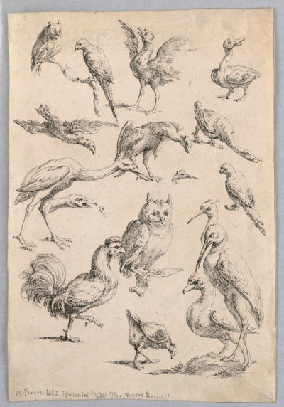 Sortiment af fugle, fra "Samling af forskellige dyrestudier..." af Frans Snyders