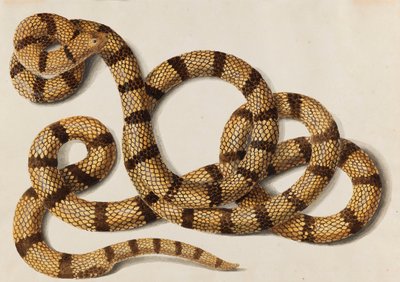 Slange, 1770-1780