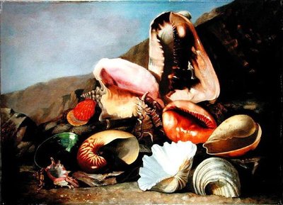 Stilleben af skaller (olie på lærred) af Franz Anton von Scheidel