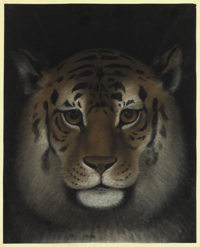 Tigerhoved af Franz Krüger