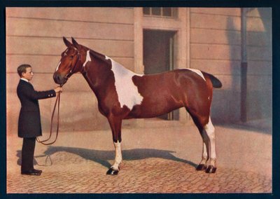 Et fotografi af en hest taget med et Zeiss Tessar-objektiv, c1908 af Franz Kuhn
