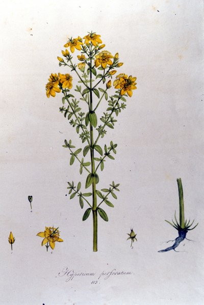 Hypericum eller perikon (perikon) fra F. De Paola De Schranks "Flora Monacensis". München 1816 af Franz Schrank