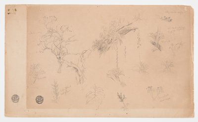 En gruppe på tretten botaniske studier fra Colombia eller Ecuador af Frederic Edwin Church