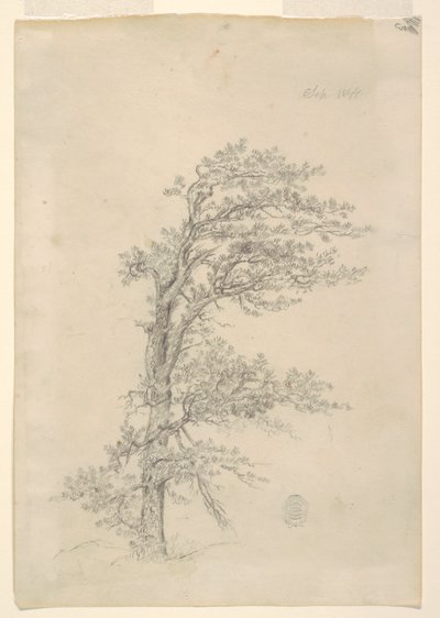En Pitch Pine af Frederic Edwin Church