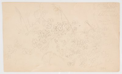 Botaniske skitser af Frederic Edwin Church