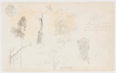 Botaniske skitser fra Colombia: Bambustræer, stammer og detaljer af Frederic Edwin Church