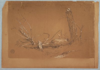 Tegning, Et knækket dødt træ, 1855-65 af Frederic Edwin Church
