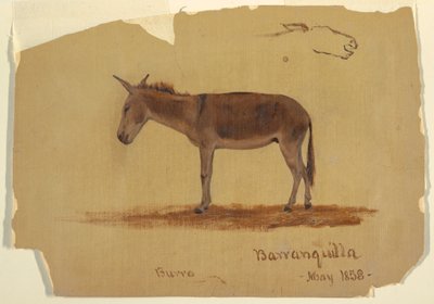 Tegning, et æsel, Baranquilla, Columbia, maj 1853 af Frederic Edwin Church