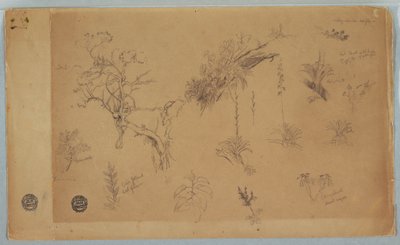 Tegning, En gruppe på 13 botaniske studier fra Colombia eller Ecuador, 1853 af Frederic Edwin Church