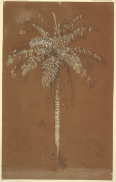 Tegning, Abaye Palm, Mt. Salus, Jamaica, juni 1865 af Frederic Edwin Church