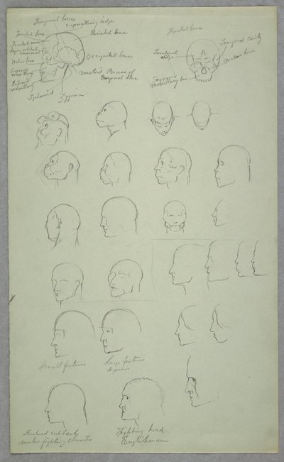 Tegning, anatomiske studier, 1865-70 af Frederic Edwin Church