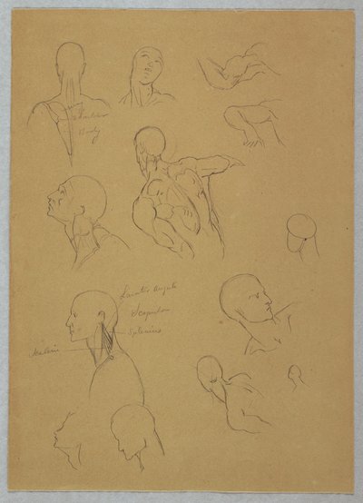 Tegning, anatomiske studier, 1865-70 af Frederic Edwin Church