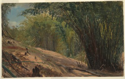 Tegning, Bambuslunden, Jamaica, 1865 af Frederic Edwin Church