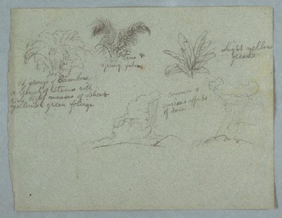 Tegning, bambus, vin og en ung palme, plante og to scener med regn, der falder fra skyer over højdedrag, Rio Magdalena, Colombia, 1853, sandsynligvis maj af Frederic Edwin Church