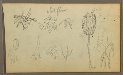 Tegning, Botaniske skitser, 1857 af Frederic Edwin Church