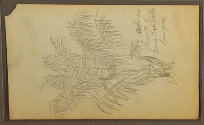 Tegning, Botaniske skitser, 1857 af Frederic Edwin Church