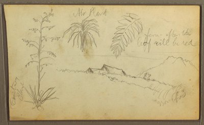 Tegning, Botaniske skitser, 1857 af Frederic Edwin Church