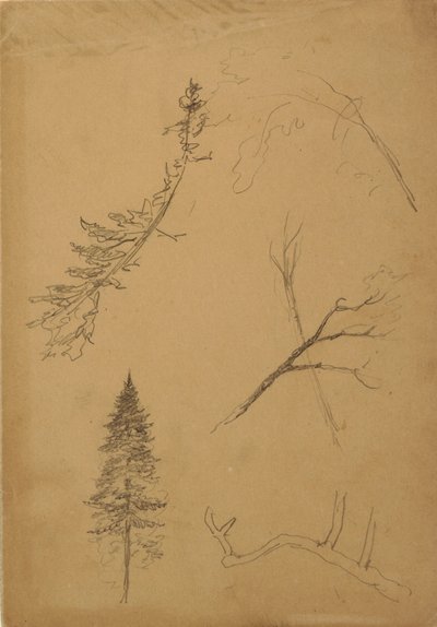 Tegning, Botaniske skitser, 1888 af Frederic Edwin Church