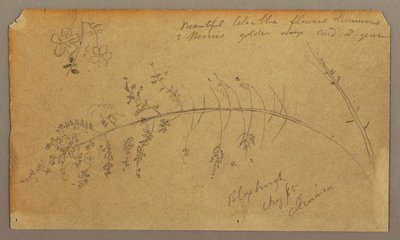 Tegning, botaniske skitser, august 1865 af Frederic Edwin Church