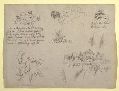 Tegning, botaniske skitser, Colombia, 1853 af Frederic Edwin Church