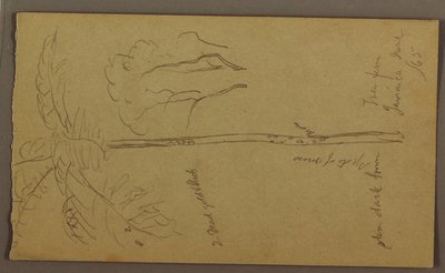 Tegning, botaniske skitser, juni 1865 af Frederic Edwin Church