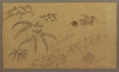 Tegning, botaniske skitser, maj-august 1865 af Frederic Edwin Church