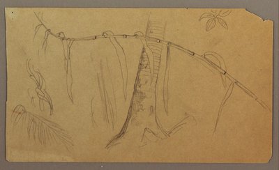 Tegning, botaniske skitser, maj-august 1865 af Frederic Edwin Church