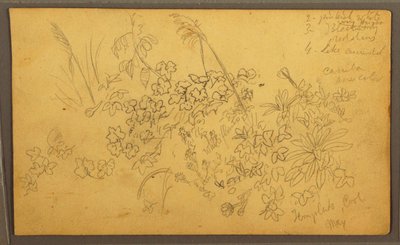 Tegning, Botaniske skitser, maj 1857 af Frederic Edwin Church