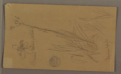 Tegning, botaniske skitser, der viser detaljer af en plante, Jamaica, juli 1865 af Frederic Edwin Church