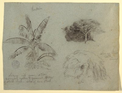 Tegning, Botaniske skitser, Sydamerika, maj 1853  af Frederic Edwin Church