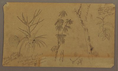 Tegning, botaniske skitser; bagside: Skyer, juli 1865 af Frederic Edwin Church