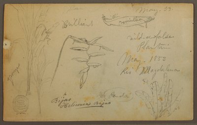 Tegning, Botaniske skitser fra Rio Magalena, Colombia, maj 1853 af Frederic Edwin Church