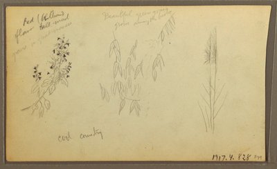 Tegning, botaniske skitser, hus; botaniske skitser, 1857 af Frederic Edwin Church