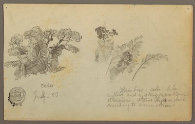 Tegning, Botaniske studier fra Columbia, juli 1853 af Frederic Edwin Church
